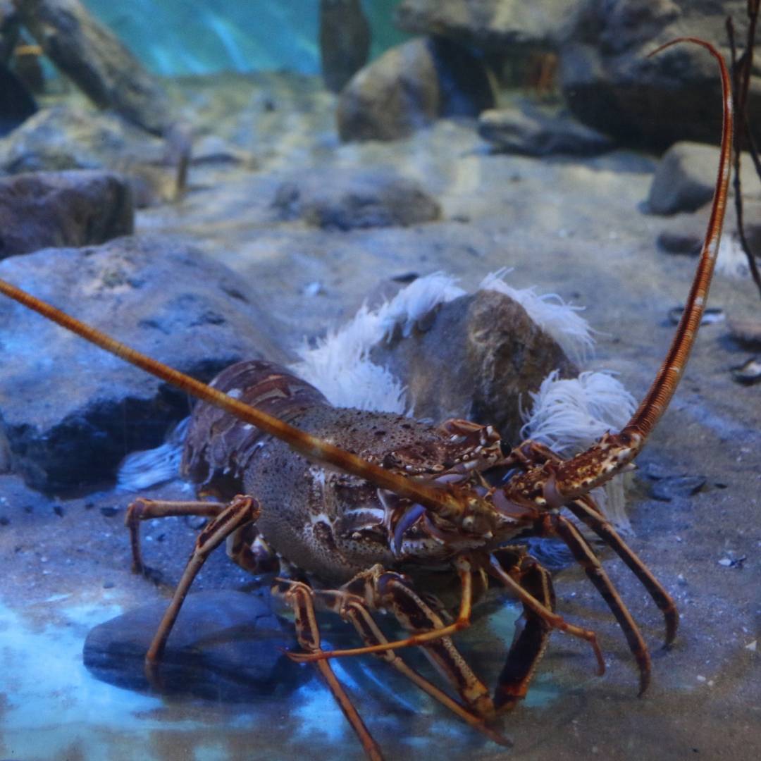 Prix aquarium grande taille en verre Saint Emilion 33330