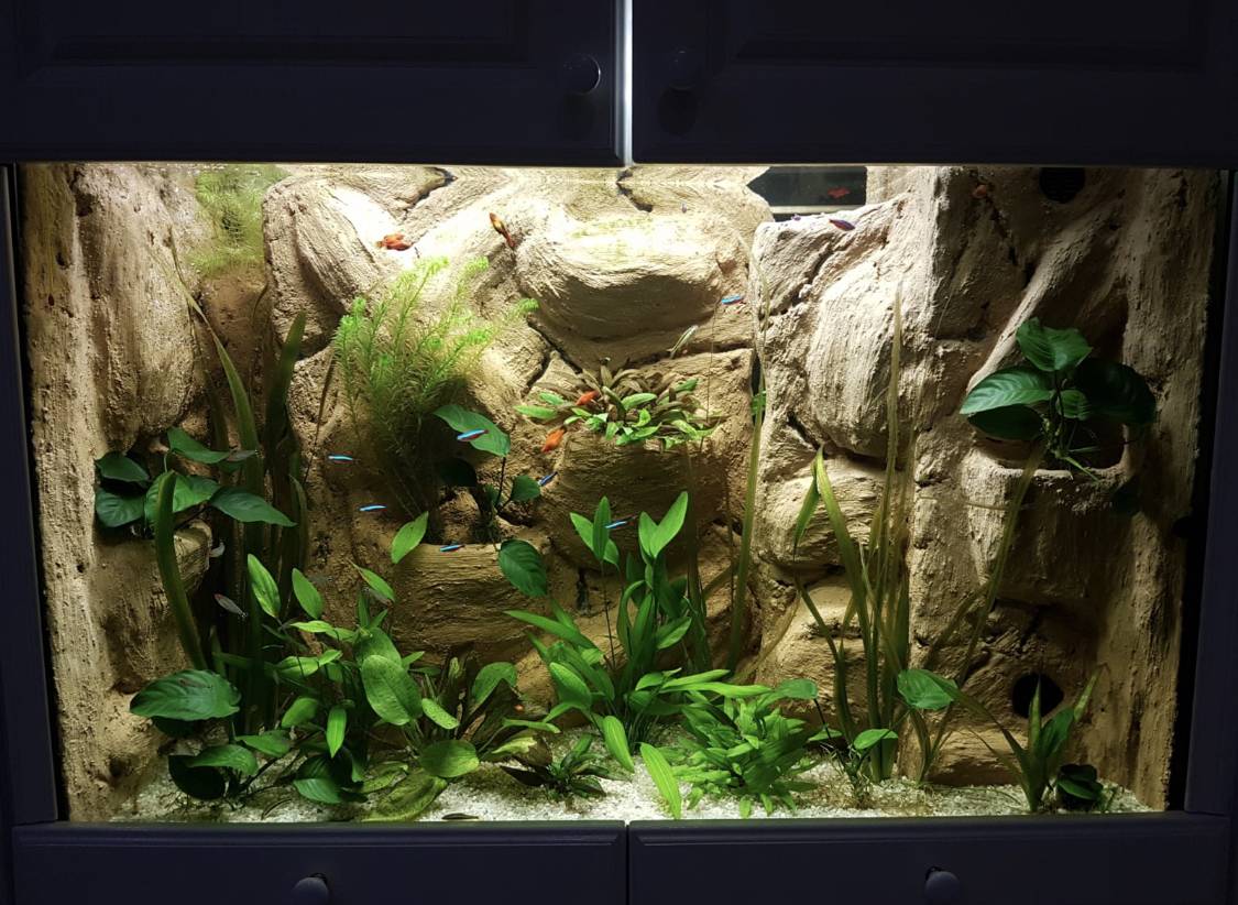 Vente de paludariums et aquaterrariums à Castelnau-de-Médoc proche de Blaye