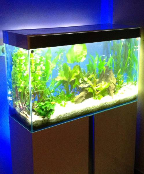 Aquarium eau douce particulier Le Barp près de Bordeaux