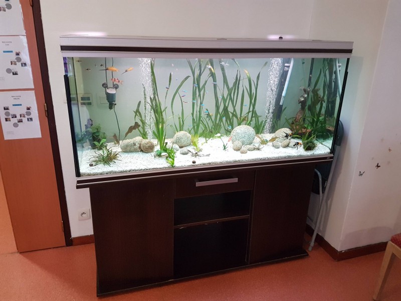 Entretien d'aquarium d'eau douce et d'eau de mer tout volume en Nouvelle Aquitaine