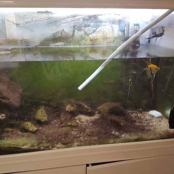 Réfection d'un aquarium d'eau douce à Bordeaux