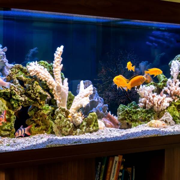 Aquarium sur-mesure Greg Aqua Services Bordeaux