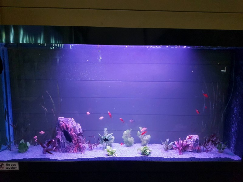 Aquarium de 600L d'eaux douce en Charente