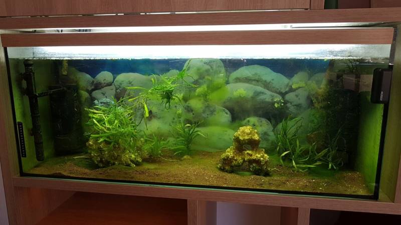 Réfection d'un aquarium près de bordeaux