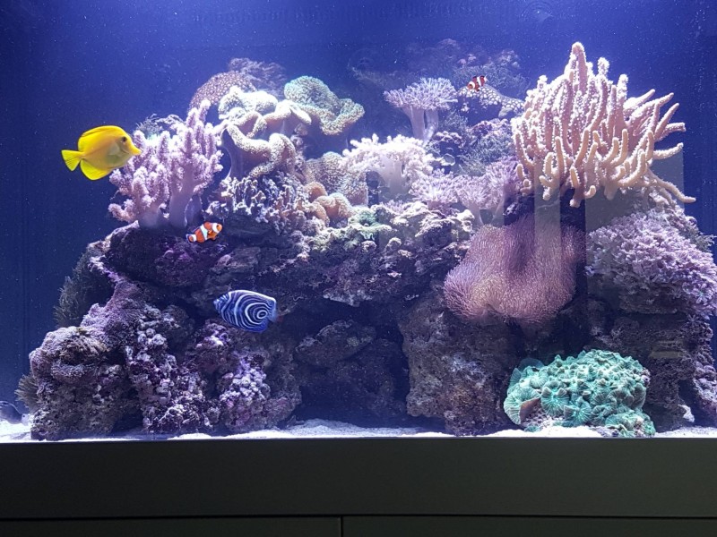 Entretien d'aquarium d'eau douce et d'eau de mer tout volume en Nouvelle Aquitaine