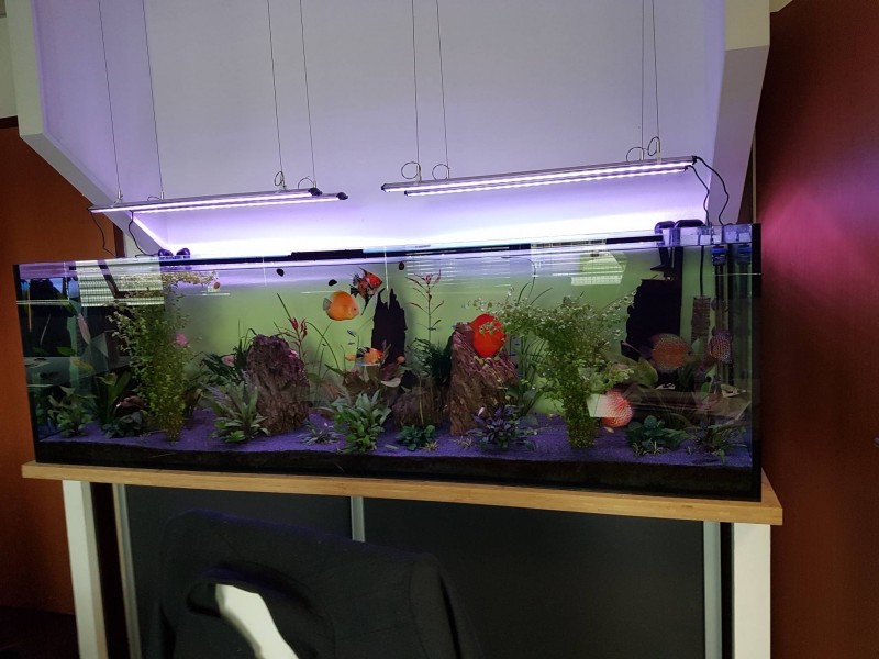 Entretien d'aquarium d'eau douce et d'eau de mer tout volume en Nouvelle Aquitaine