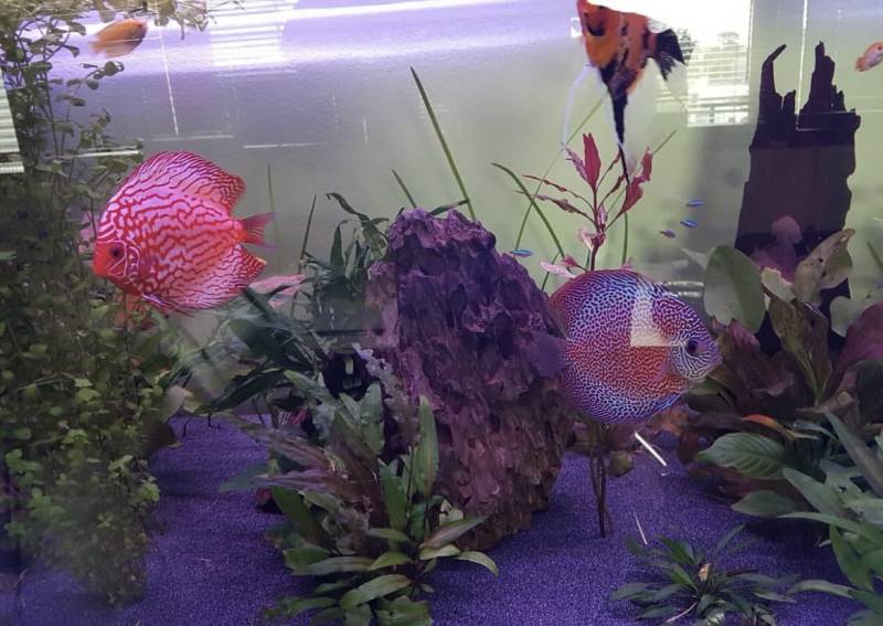 Réfection complète d'un aquarium à Bordeaux