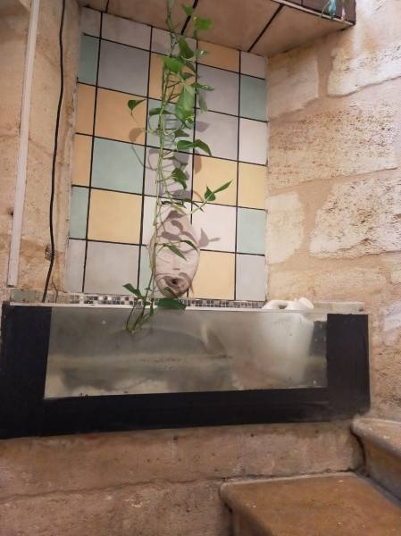 Remplacement d'un aquarium par un aquarium sur mesure à Bordeaux