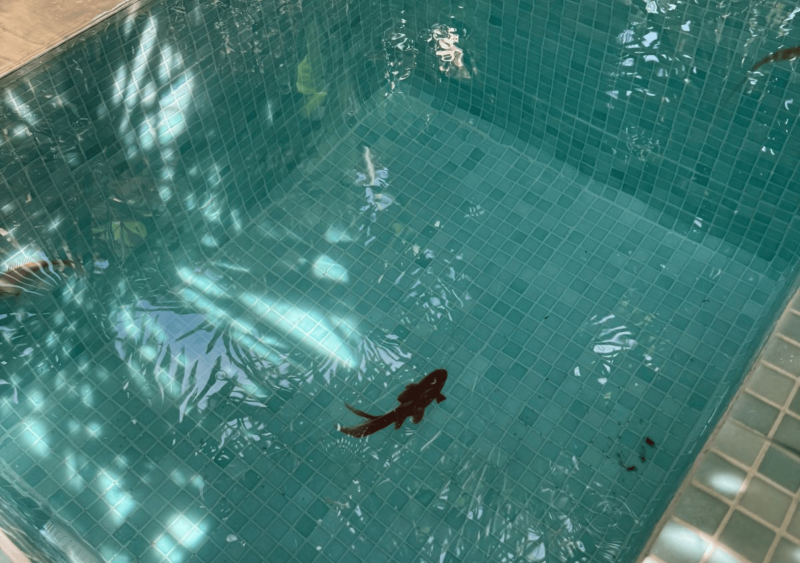 Réfection totale d’un double bassin cascade carrelé à Bordeaux