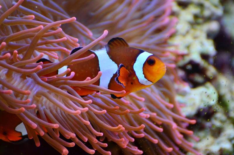 L'importance du cycle de l'Azote dans un aquarium : Greg Aqua Services à Bordeaux vous explique !