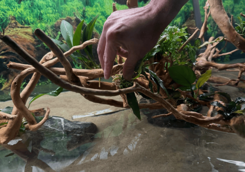 Réfection d’un aquarium de 1 200 litres dans un restaurant à Ségos