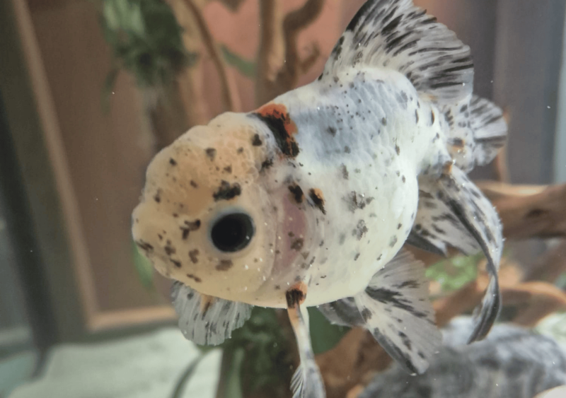 Réfection d’un aquarium de 1 200 litres dans un restaurant à Ségos