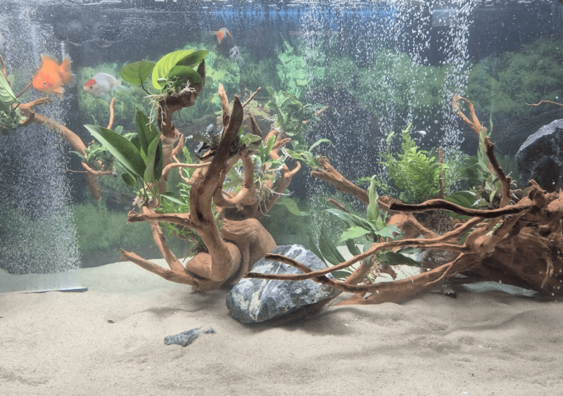 Réfection d’un aquarium de 1 200 litres dans un restaurant à Ségos