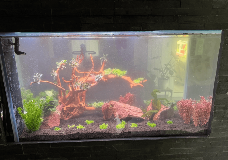 Installation d’un aquarium encastré sur mesure à Saint-Aubin-de-Médoc