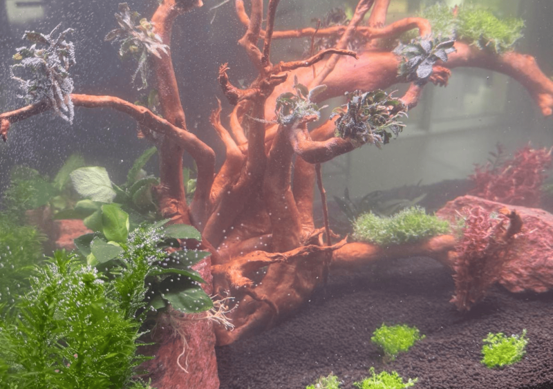 Installation d’un aquarium encastré sur mesure à Saint-Aubin-de-Médoc