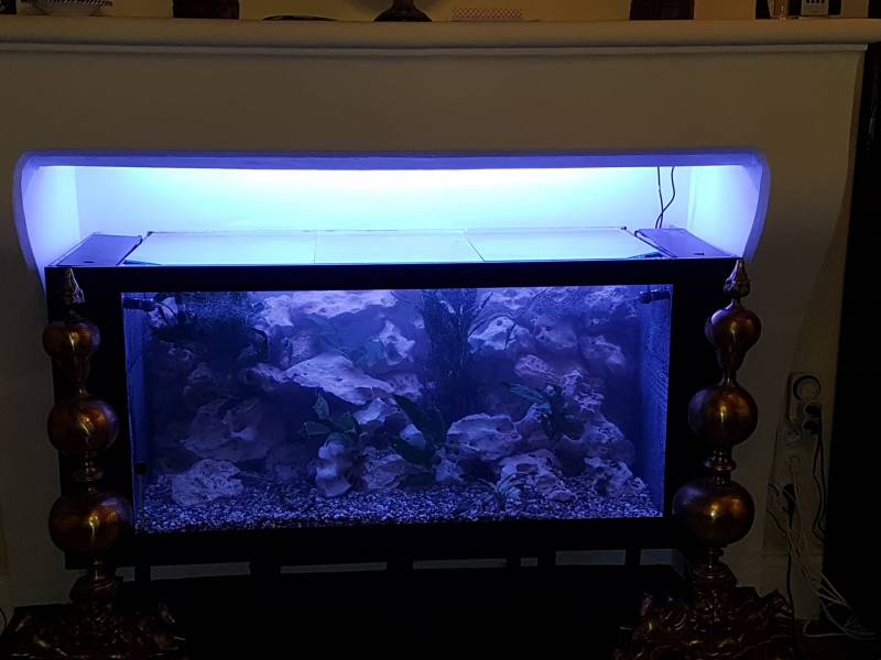 Création et Installation d'un aquarium sur-mesure dans une cheminée