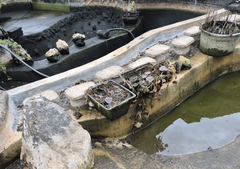 Réfection d’un bassin à carpe Koi de 30 m³ près de Bergerac