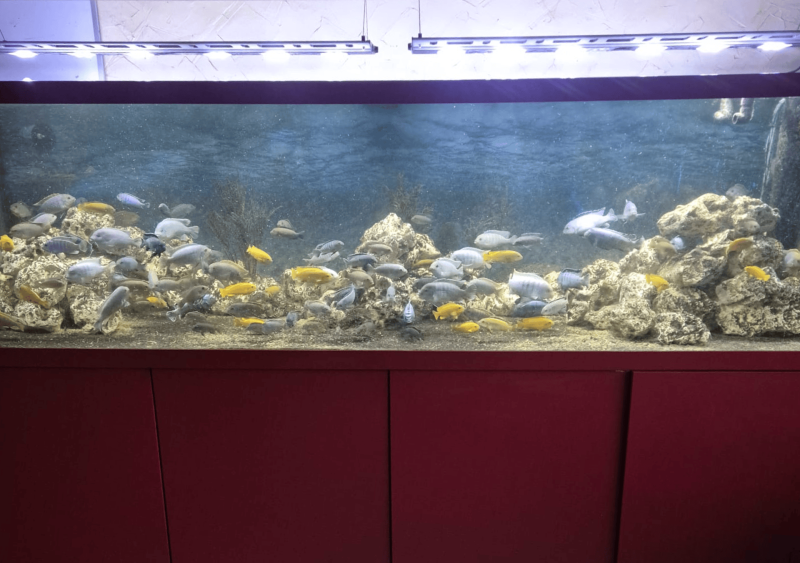 Réfection complète d’un aquarium de 2000 L à Bordeaux