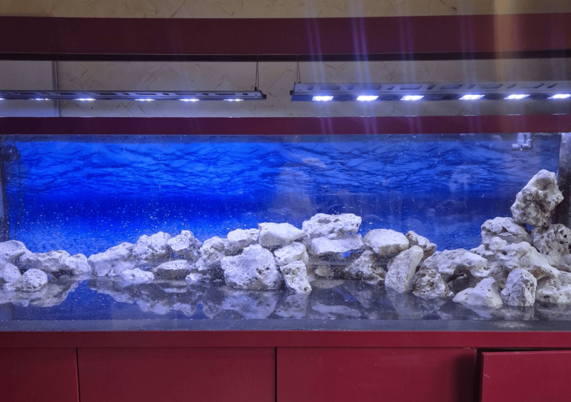 Réfection complète d’un aquarium de 2000 L à Bordeaux