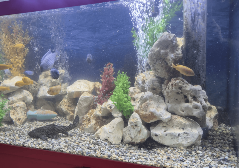 Réfection complète d’un aquarium de 2000 L à Bordeaux