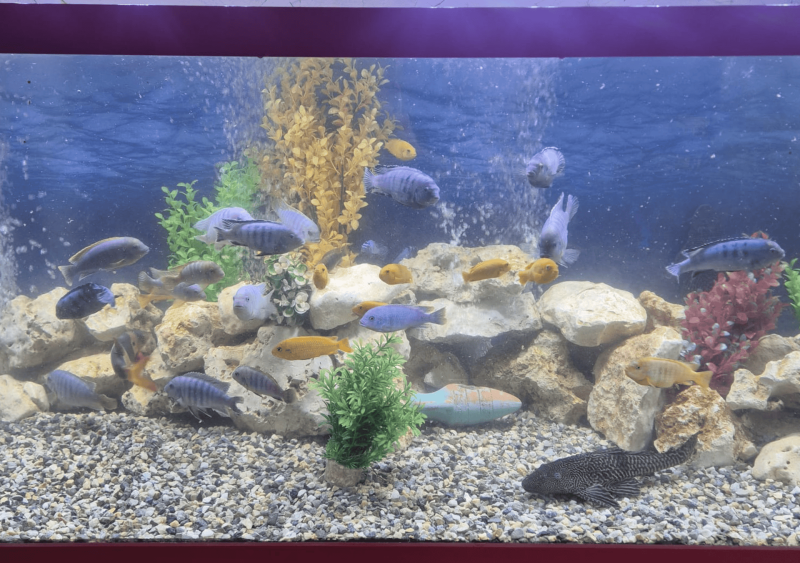 Réfection complète d’un aquarium de 2000 L à Bordeaux