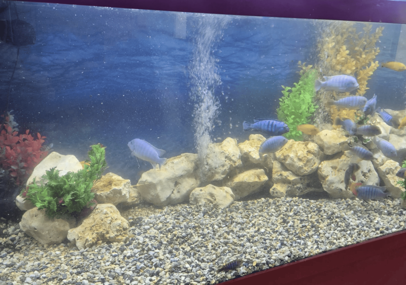 Réfection complète d’un aquarium de 2000 L à Bordeaux