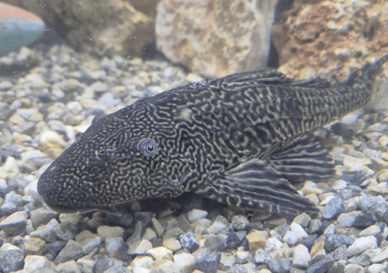 Réfection complète d’un aquarium de 2000 L à Bordeaux