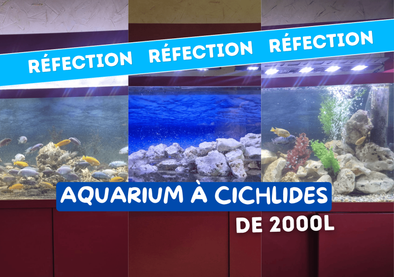 Réfection complète d’un aquarium de 2000 L à Bordeaux