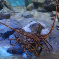 Notre zone d'activité pour ce service Fabricant de bassin en pierre