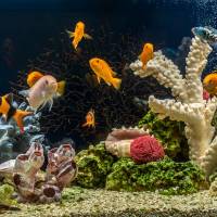 Notre zone d'activité pour ce service Magasin d'aquarium pour professionnel